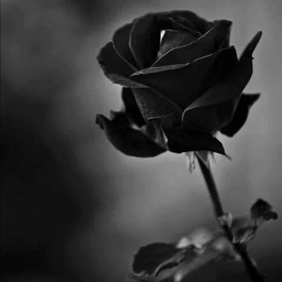 Meet your Posher, Alice - Picture 1 of 1